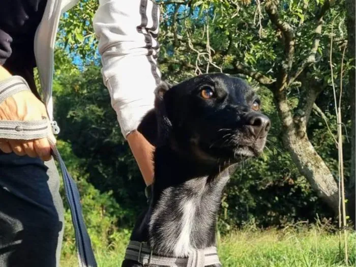 Cachorro ra a SRD-ViraLata idade 1 ano nome Joaquim 