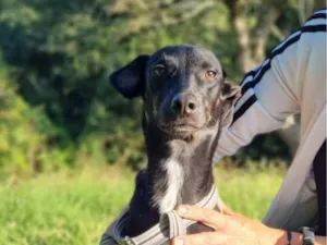 Cachorro raça SRD-ViraLata idade 1 ano nome Joaquim 