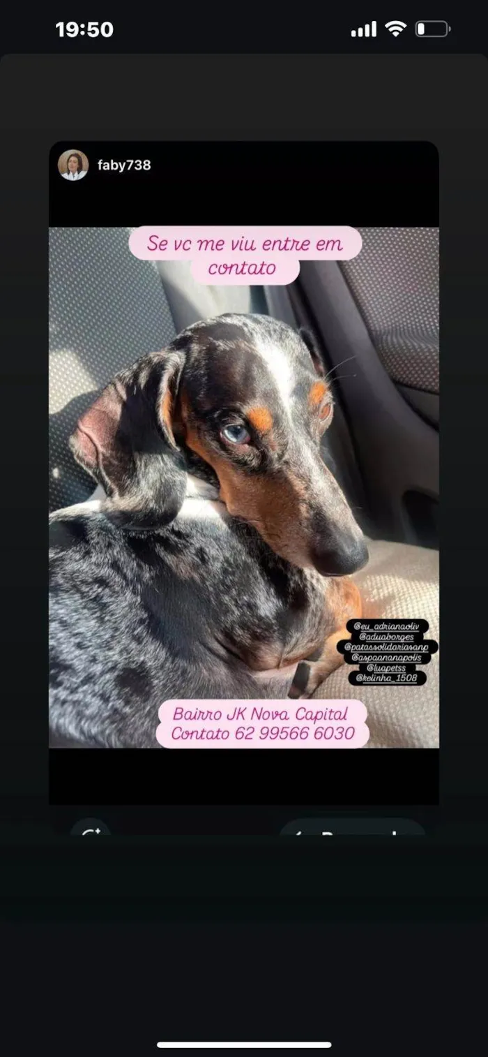Cachorro ra a Basset-Cofap idade 7 a 11 meses nome BoB
