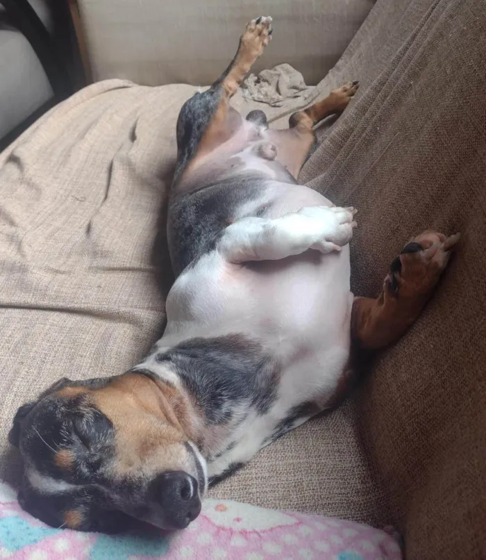 Cachorro ra a Basset-Cofap idade 7 a 11 meses nome BoB