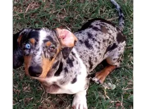 Cachorro raça Basset-Cofap idade 7 a 11 meses nome BoB