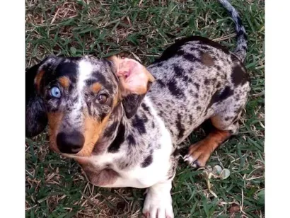 Cachorro raça Basset-Cofap idade 7 a 11 meses nome BoB