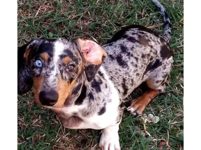 Cachorro ra a Basset-Cofap idade 7 a 11 meses nome BoB