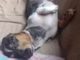 BoB
