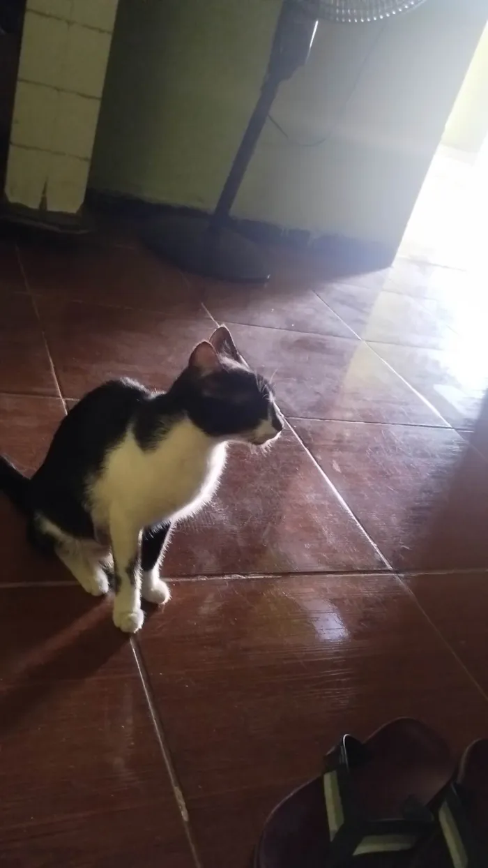 Gato ra a SRD-ViraLata idade 1 ano nome Poliana 