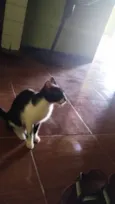 Poliana