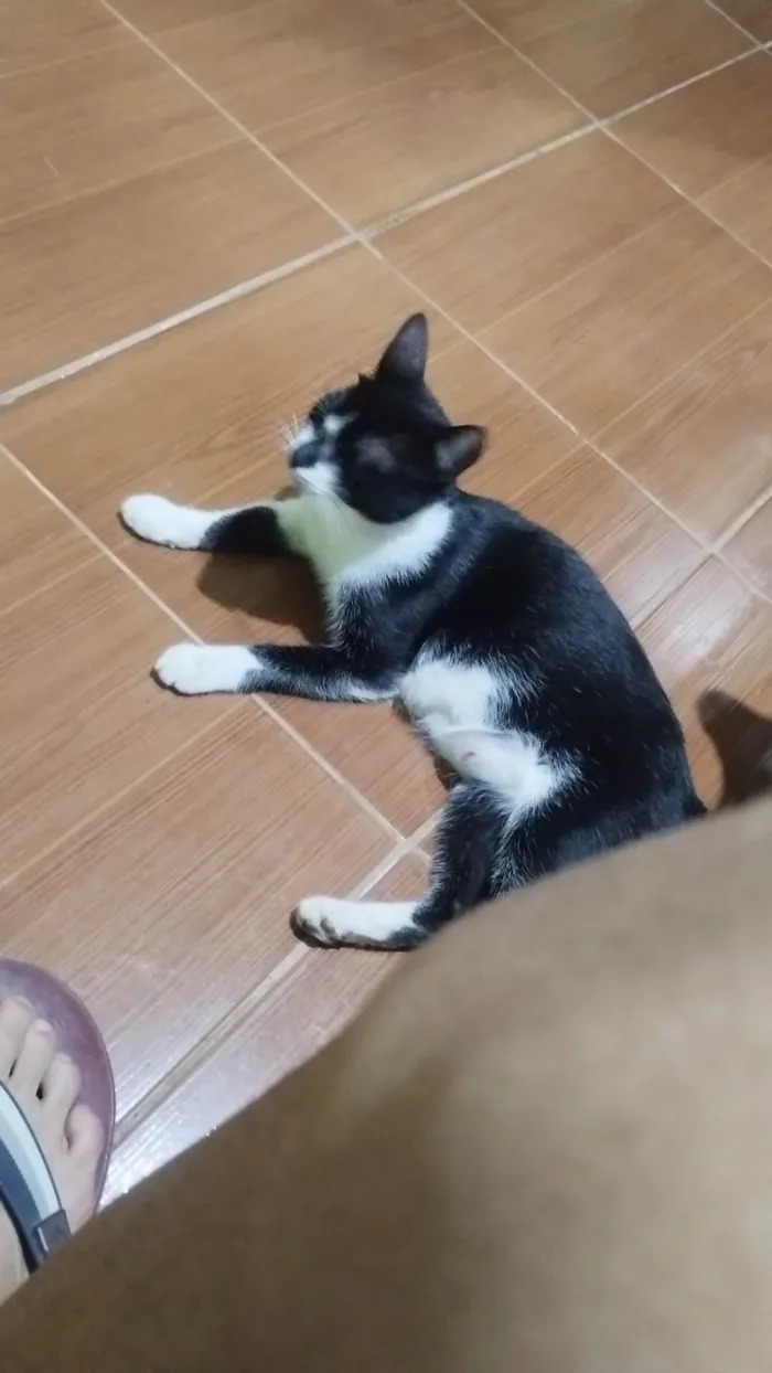 Gato ra a SRD-ViraLata idade 1 ano nome Poliana 