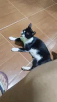 Poliana