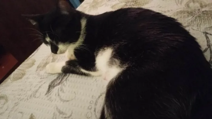Gato ra a SRD-ViraLata idade 1 ano nome Poliana 