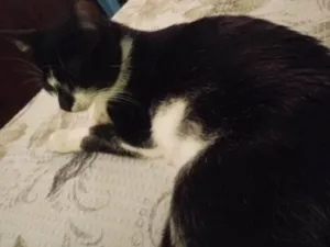 Gato raça SRD-ViraLata idade 1 ano nome Poliana 