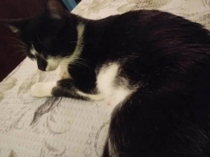 Gato ra a SRD-ViraLata idade 1 ano nome Poliana 
