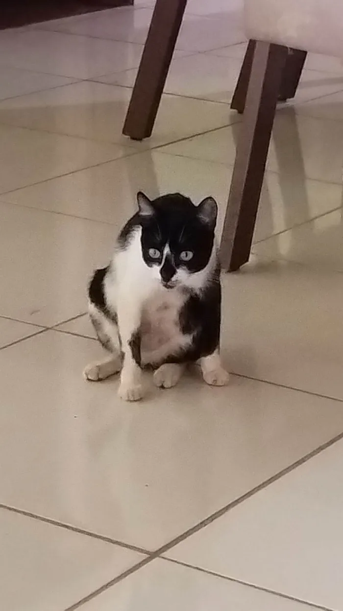 Gato ra a SRD-ViraLata idade 1 ano nome Poliana 