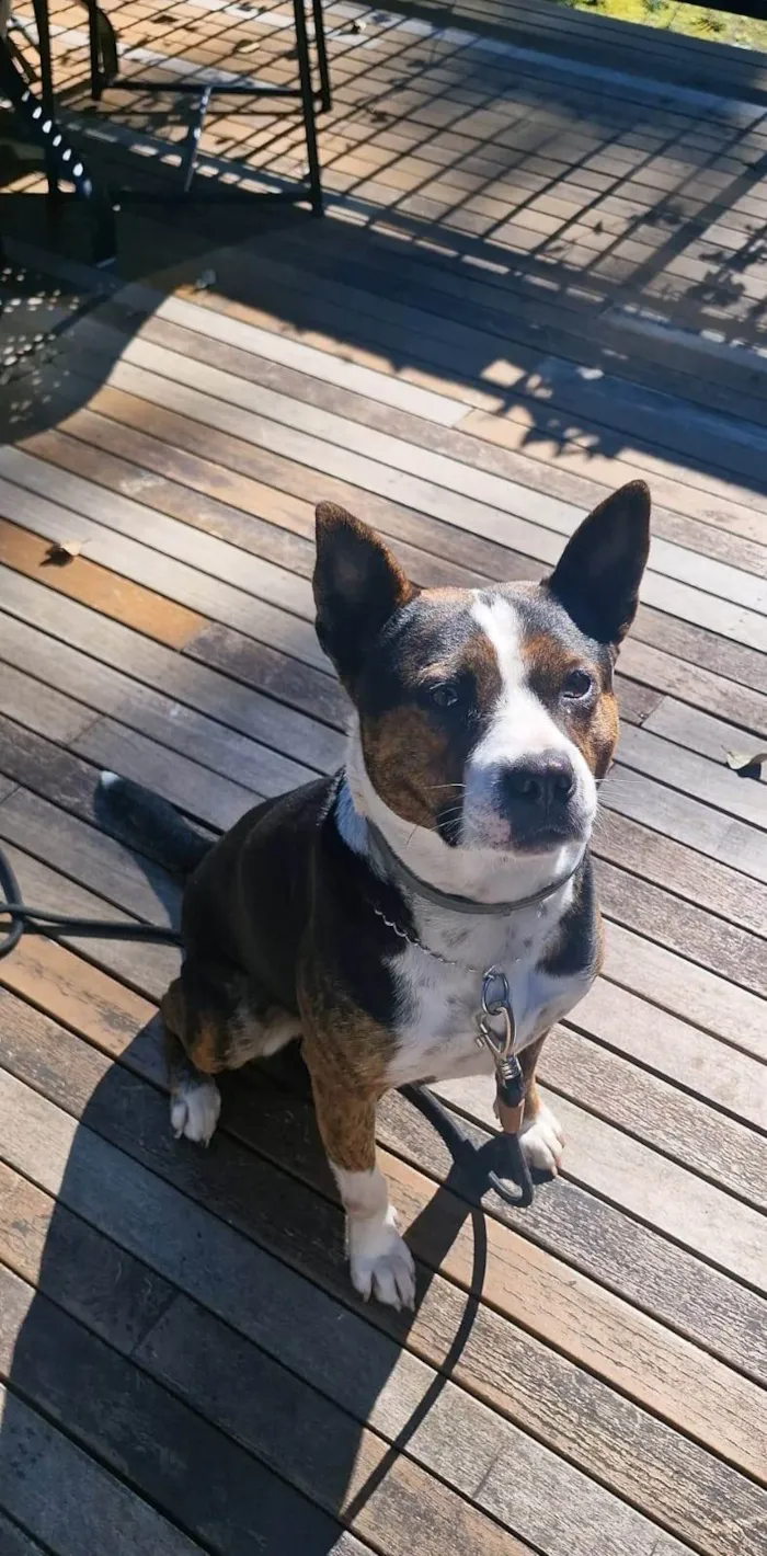 Cachorro ra a Pit-Bull idade 3 anos nome Olivia