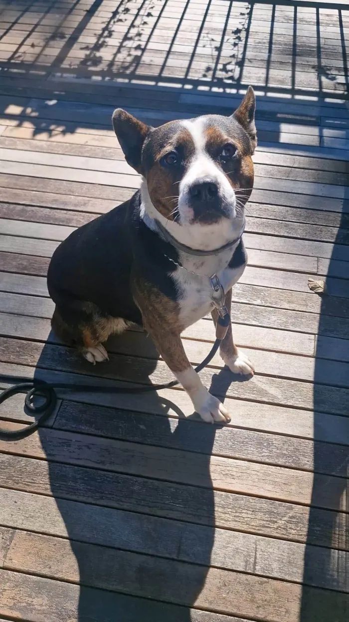 Cachorro ra a Pit-Bull idade 3 anos nome Olivia
