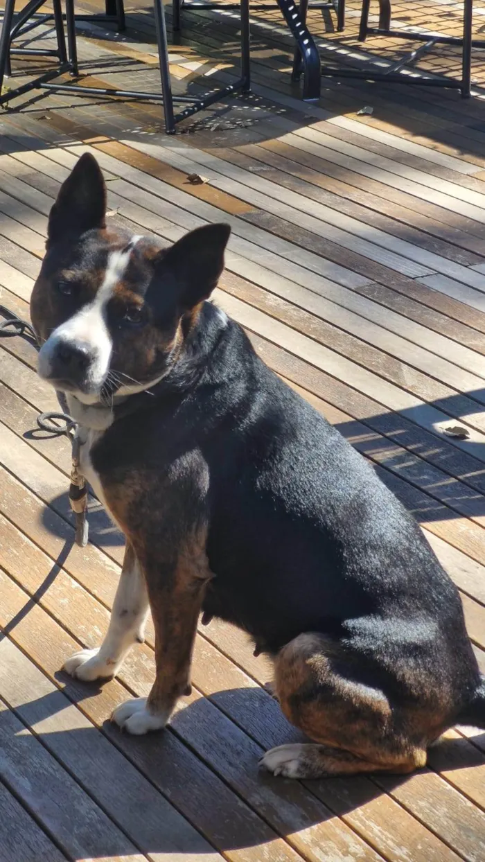 Cachorro ra a Pit-Bull idade 3 anos nome Olivia
