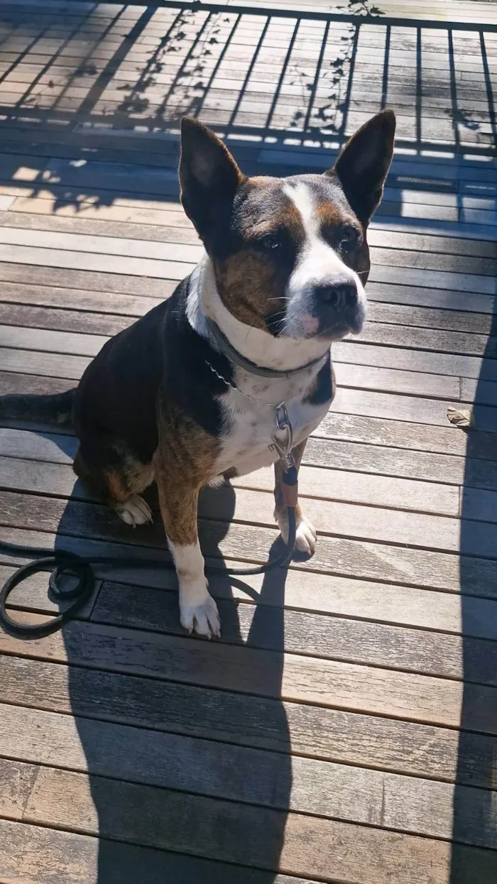 Cachorro ra a Pit-Bull idade 3 anos nome Olivia
