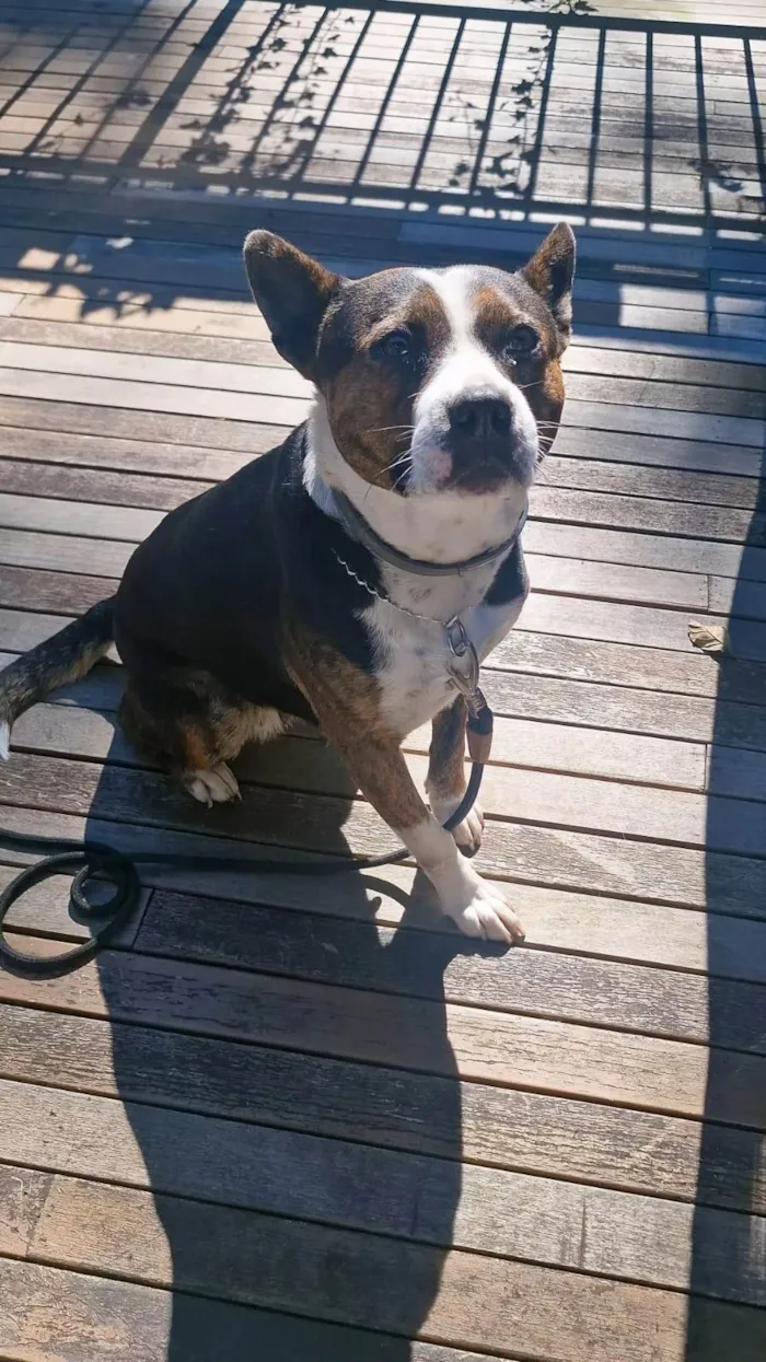 Cachorro ra a Pit-Bull idade 3 anos nome Olivia