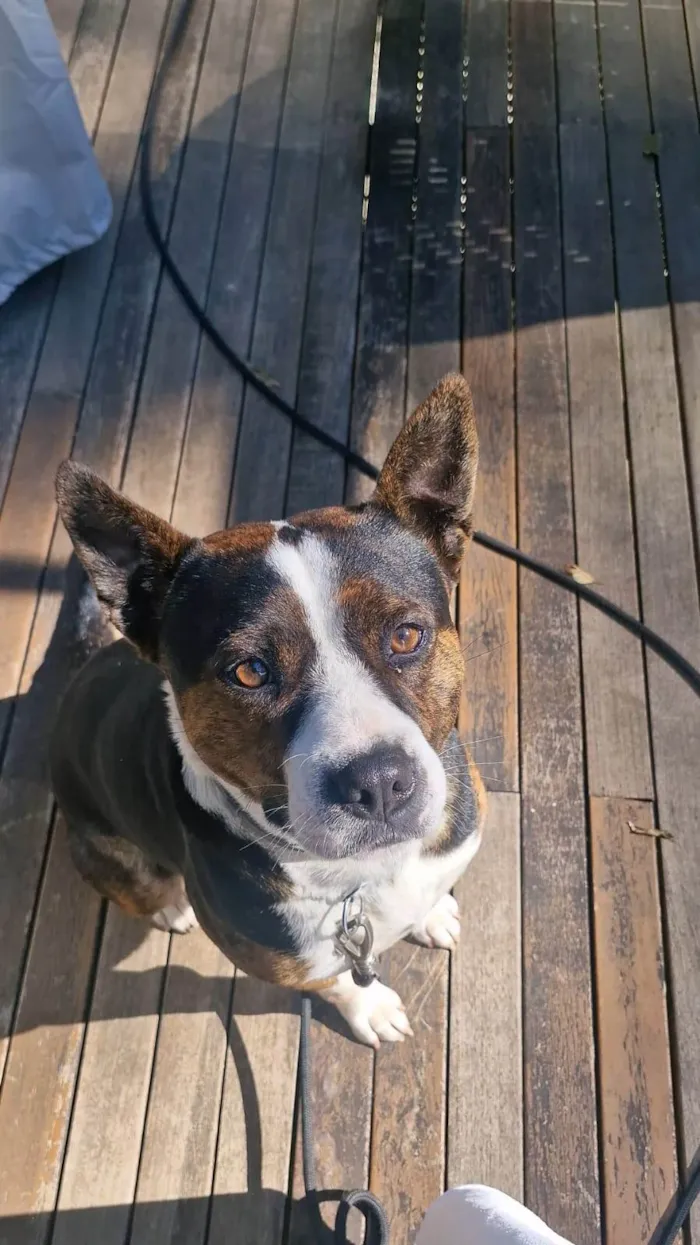 Cachorro ra a Pit-Bull idade 3 anos nome Olivia