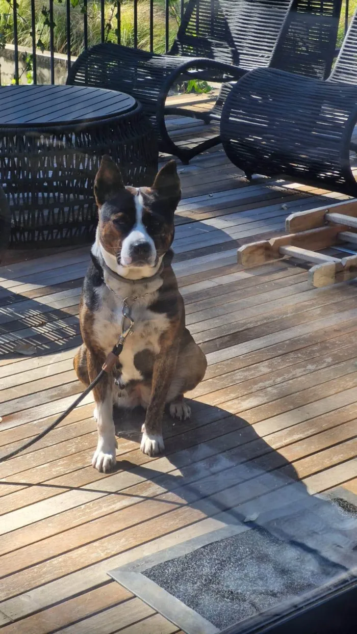 Cachorro ra a Pit-Bull idade 3 anos nome Olivia