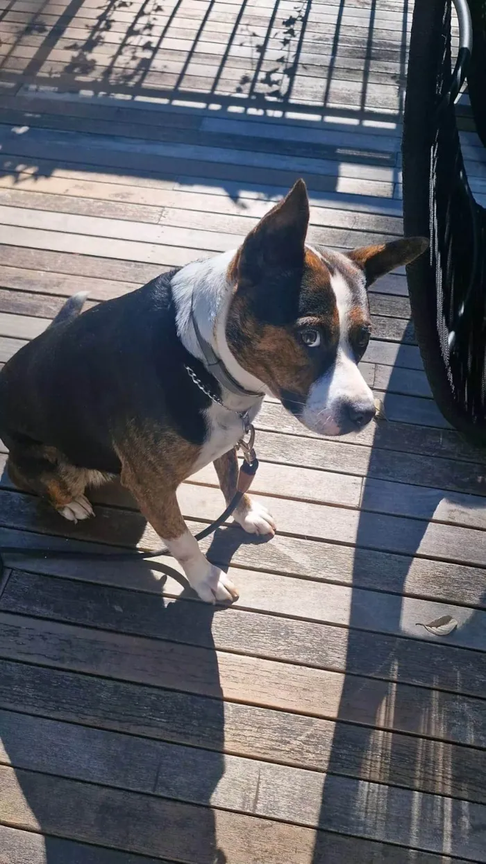 Cachorro ra a Pit-Bull idade 3 anos nome Olivia