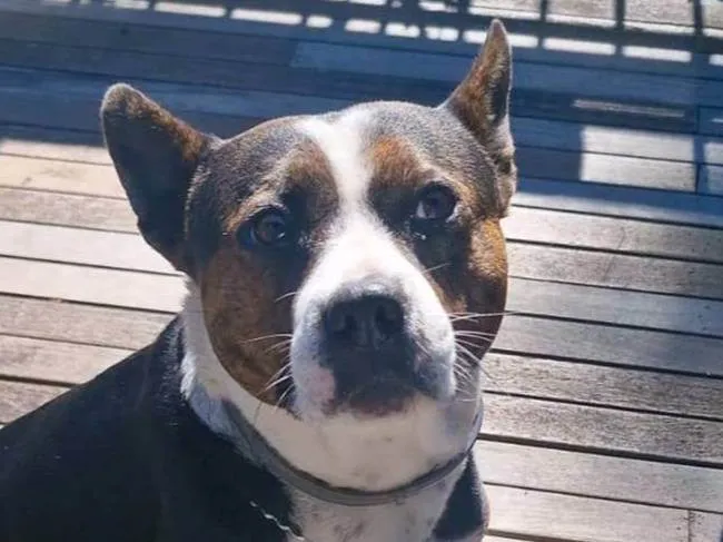 Cachorro ra a Pit-Bull idade 3 anos nome Olivia