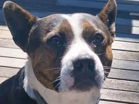 Cachorro ra a Pit-Bull idade 3 anos nome Olivia