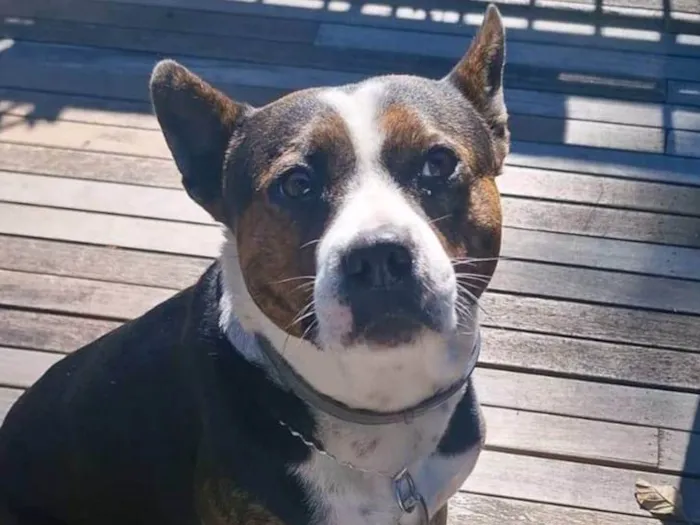 Cachorro ra a Pit-Bull idade 3 anos nome Olivia