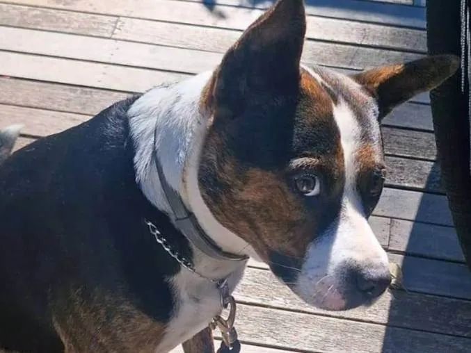 Cachorro ra a Pit-Bull idade 3 anos nome Olivia