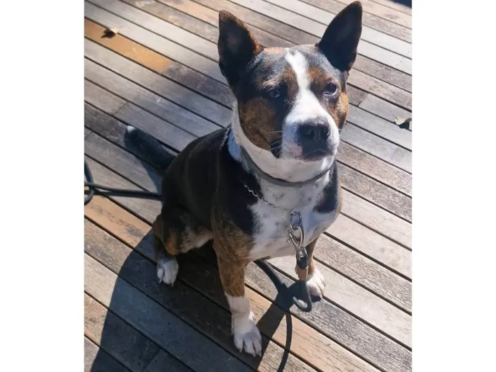 Cachorro ra a Pit-Bull idade 3 anos nome Olivia