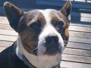 Cachorro raça Pit-Bull idade 3 anos nome Olivia