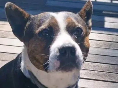 Cachorro raça Pit-Bull idade 3 anos nome Olivia