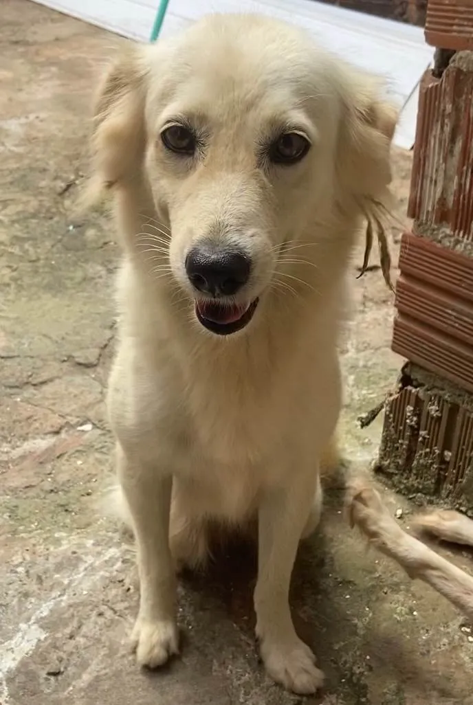 Cachorro ra a SRD-ViraLata idade 3 anos nome Pandora 