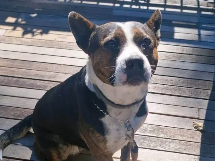 Cachorro ra a Pit-Bull idade 3 anos nome Olivia