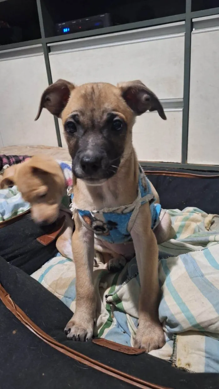Cachorro ra a SRD-ViraLata idade 2 a 6 meses nome Thor