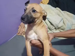 Cachorro raça SRD-ViraLata idade 2 a 6 meses nome Thor
