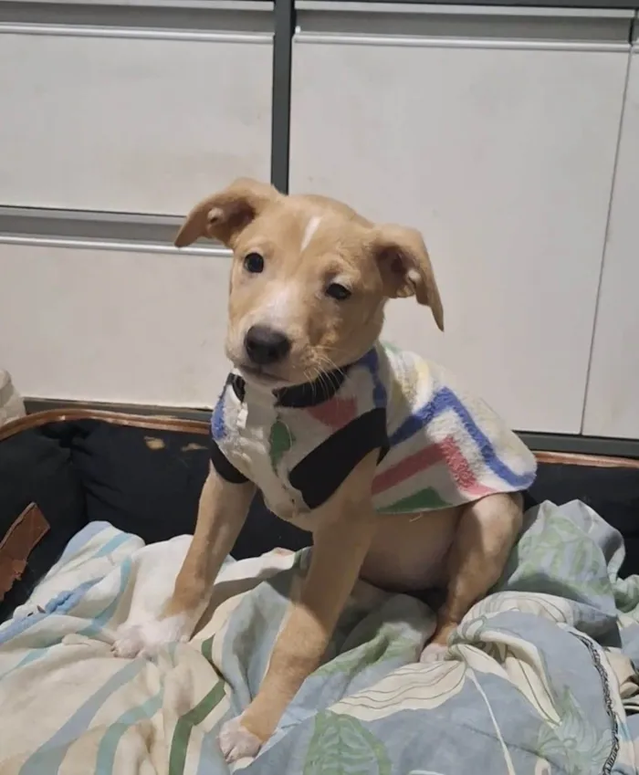 Cachorro ra a SRD-ViraLata idade 2 a 6 meses nome Pitaia