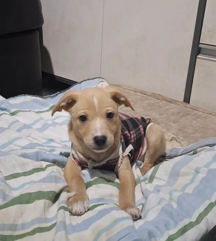 Cachorro ra a SRD-ViraLata idade 2 a 6 meses nome Pitaia