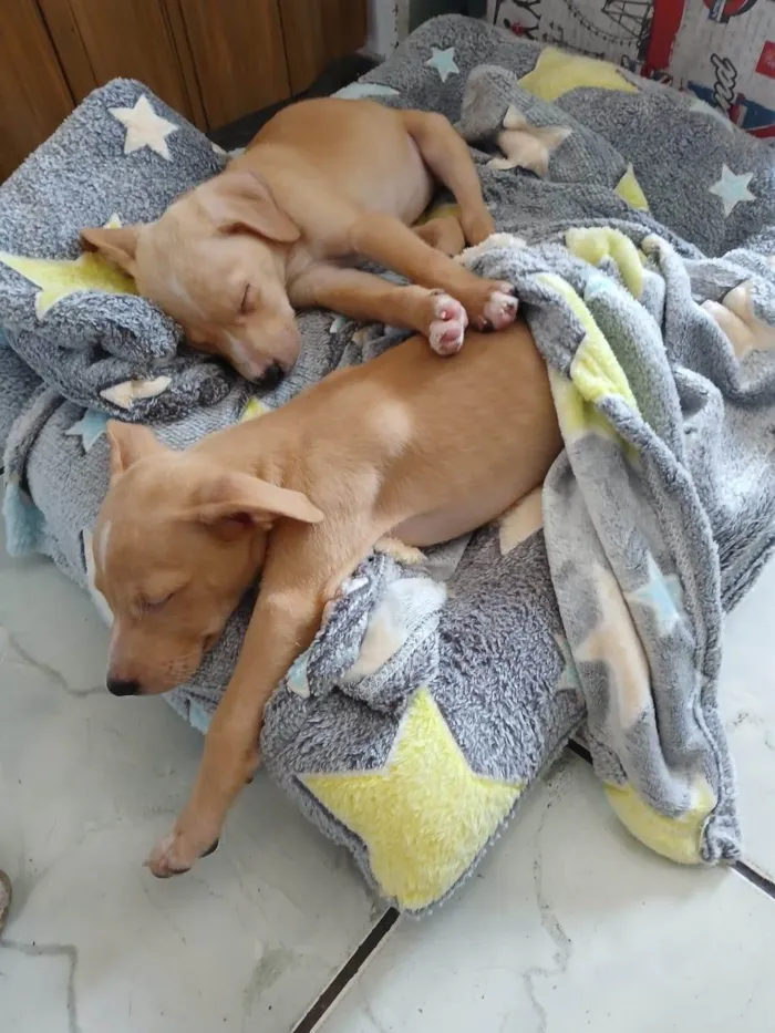 Cachorro ra a SRD-ViraLata idade 2 a 6 meses nome Pitaia