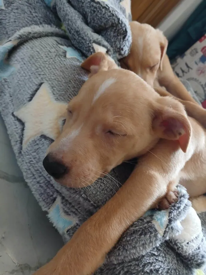 Cachorro ra a SRD-ViraLata idade 2 a 6 meses nome Pitaia