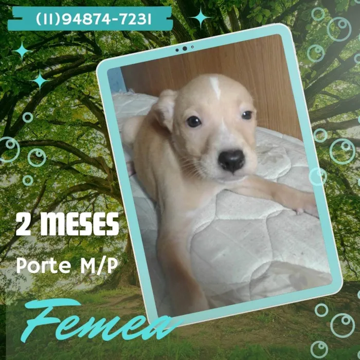 Cachorro ra a SRD-ViraLata idade 2 a 6 meses nome Pitaia