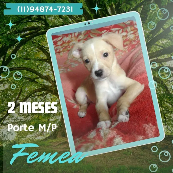 Cachorro ra a SRD-ViraLata idade 2 a 6 meses nome Pitaia