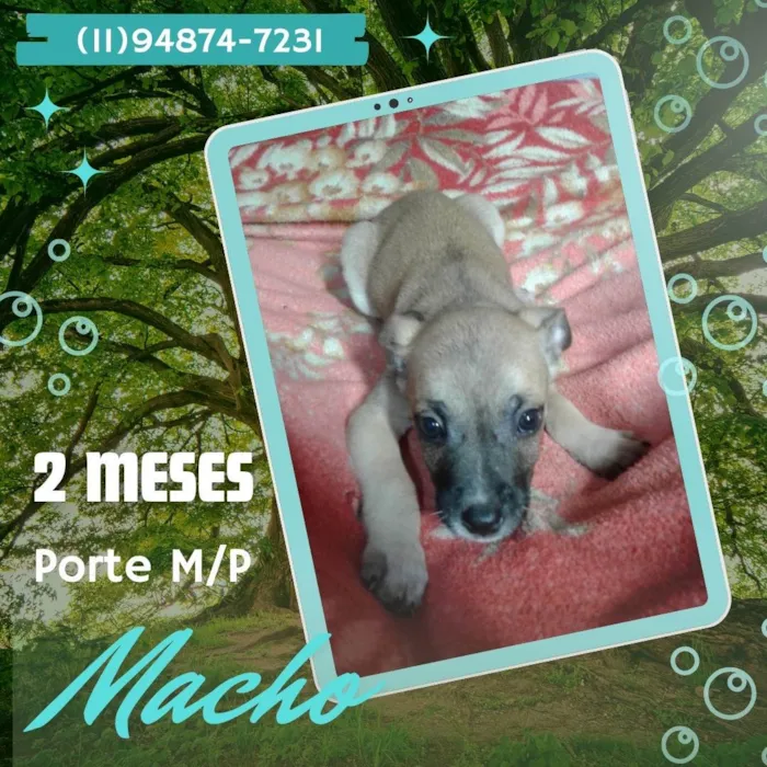 Cachorro ra a SRD-ViraLata idade 2 a 6 meses nome Thor