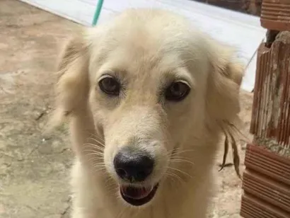 Cachorro raça SRD-ViraLata idade 3 anos nome Pandora 