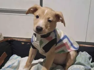 Cachorro raça SRD-ViraLata idade 2 a 6 meses nome Pitaia