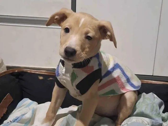 Cachorro ra a SRD-ViraLata idade 2 a 6 meses nome Pitaia