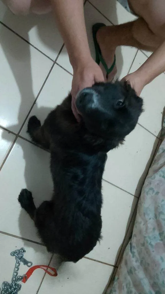 Cachorro ra a SRD-ViraLata idade 2 a 6 meses nome Falar com Joelinton - Whats 11 98284-8699
