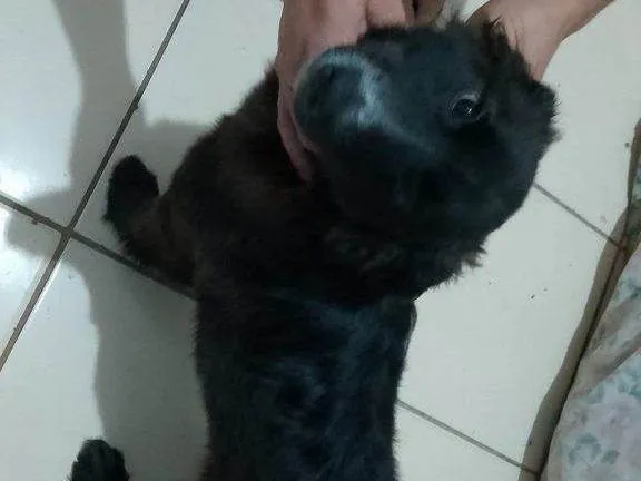 Cachorro ra a SRD-ViraLata idade 2 a 6 meses nome Falar com Joelinton - Whats 11 98284-8699