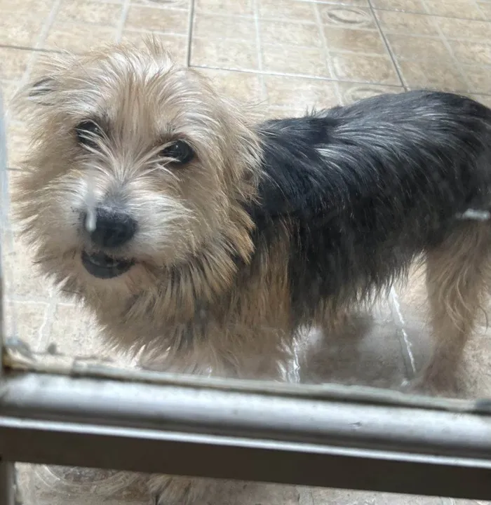 Cachorro ra a SRD-ViraLata idade 2 a 6 meses nome Falar com Ismenia - Whats 11 98126-6251