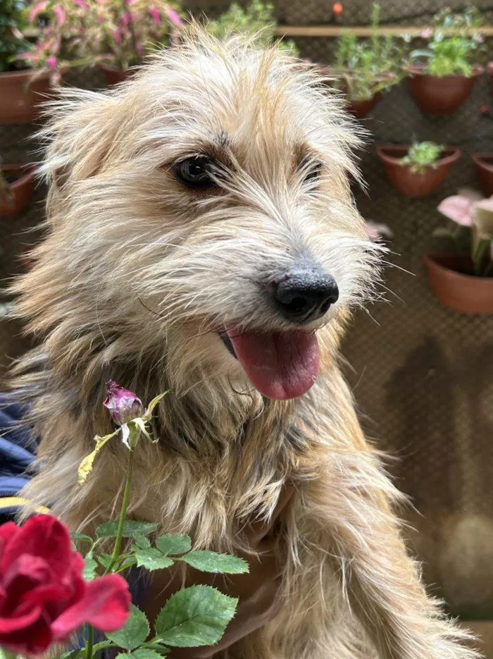 Cachorro ra a SRD-ViraLata idade 2 a 6 meses nome Falar com Ismenia - Whats 11 98126-6251