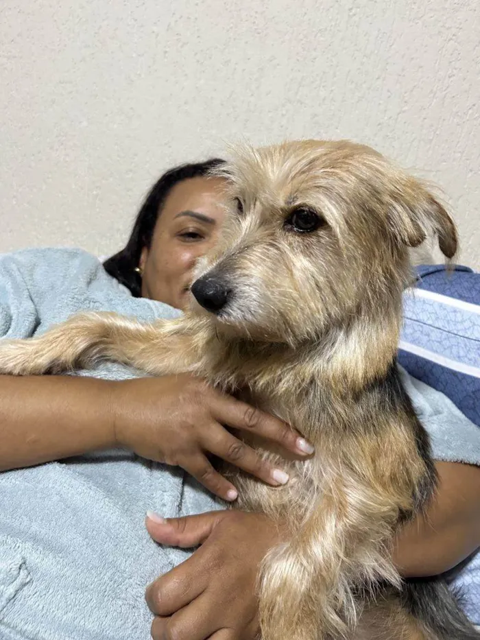 Cachorro ra a SRD-ViraLata idade 2 a 6 meses nome Falar com Ismenia - Whats 11 98126-6251